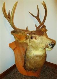 Deer Head Trophy