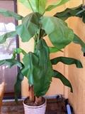 Large tall silk tree