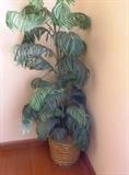 Medium height silk tree