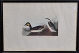 John James Audubon
"Eared Grebe", no. 81, plate CCCIV engraved by Havell plate 12 1/4" x 19 1/2"