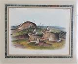 J.J. Audubon Worm Wood Hare
No. 18, Plate LXXXVIII Hand-colored lithographed by J.T. Bowen, Philadelphia, 1846 20 1/4" x 26" (sight), in a mat with green border..  Bid at www.fairfieldauction.com today through Wed. July 20th