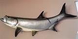 Mounted Tarpon, Large (approx 66 inches long)
