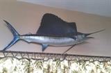Mounted Sailfish, large 74inch long