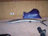 Sailfish
