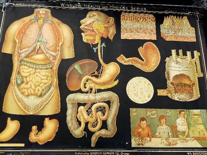 Spectacular large vintage Winslow Health and Hygiene series "Digestion" medical wall hanging on linen early 1900s