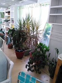 Plants, we have watered them and perked them back up.  They will be ready to beautify your yard for the summer.