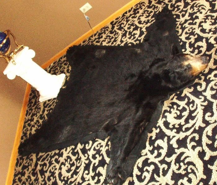 5' 3" bear skin rug