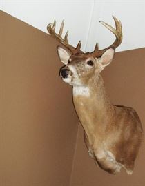 another white tail deer mount