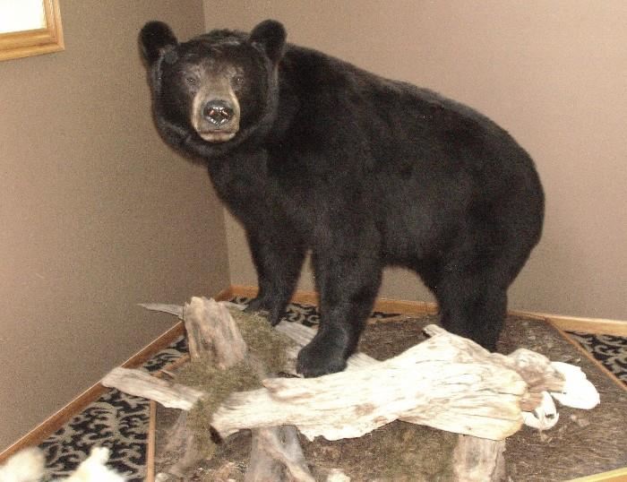 Black bear mount