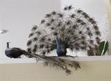 Taxidermy peacocks 