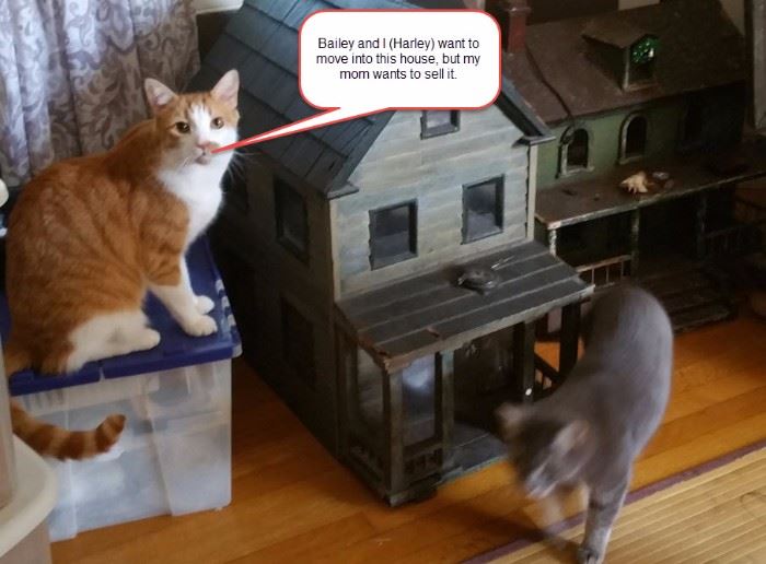 Cats and Dollhouses