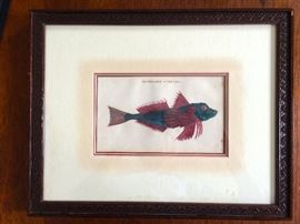 Antique framed Fish print