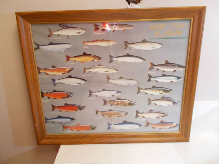 Framed "Game Fishes of Alaska" Print - 22.5" Wide; 18" Tall