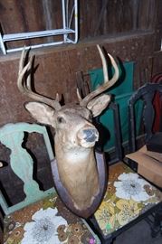 Whitetail mount