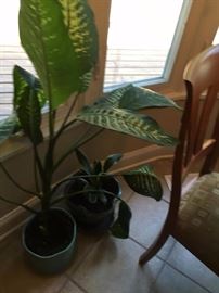 plants