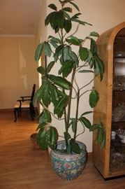 Indoor plant.