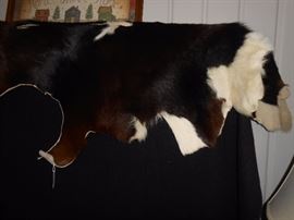 Cowhide, one of 2.