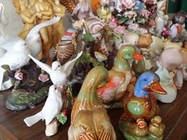 bird collection