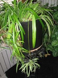 Spider Plant for sale