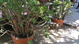 Plants and pots and garden stuff