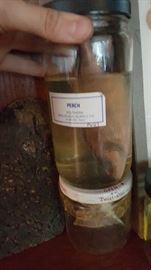 Formaldehyde Specimens