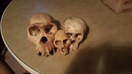 Primate Skulls