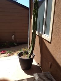 cactus, potted plants