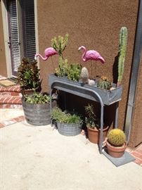 cactus, potted plants