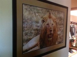 yes its cecli the lion