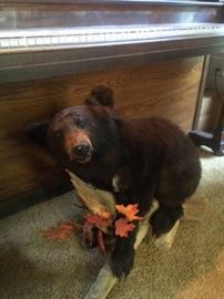 MOUNTED BLACK BEAR CUB