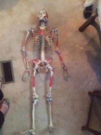 J.A. NYSTROM SKELETON TEACHING MODEL W/ BONE LABELS