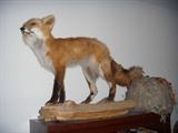 taxidermy fox