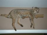 taxidermy ~ bobcat