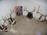 mounted antlers