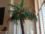 very large potted palm tree