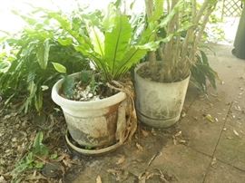tree and plant in plastic pots