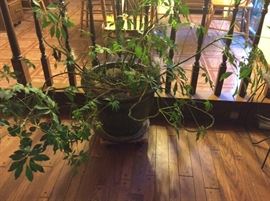 One of several large plants