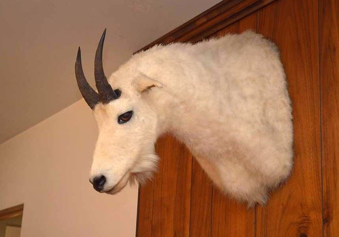 Taxidermy Mountain Goat Shoulder Mount