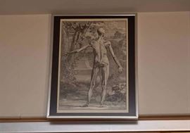 Vintage Anatomy Prints, Framed