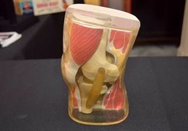 Anatomical Knee Model, Doctor's Office Display