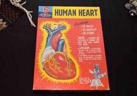 Human Heart Model with Box