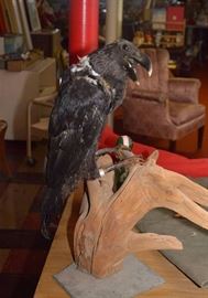 Taxidermy Crow Mount