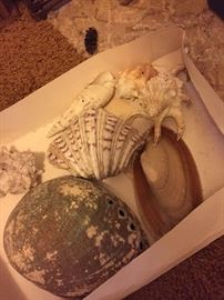 Sea shell collection