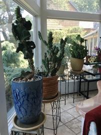 Many specimen plants...cactus 