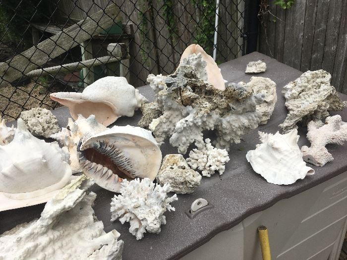 Shells & coral