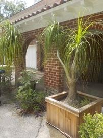 both of the Pony Tail palms are for sale too