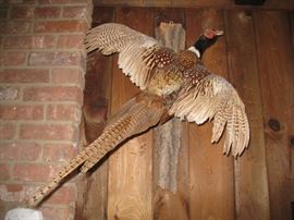 Mounted Pheasant