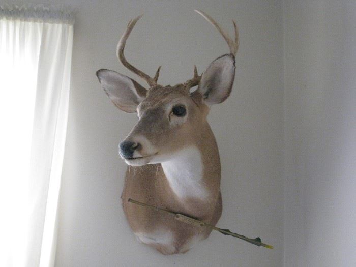 Mounted 6 pt. Whitetail deer