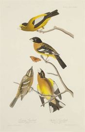 Robert Havell (British, 1793-1878) etching