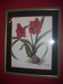 KYM GARRAWAY AMARYLLIS BLOOM PRINT